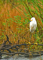 Snowy Egret