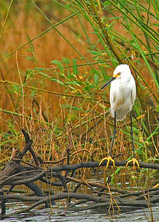 Snowy Egret