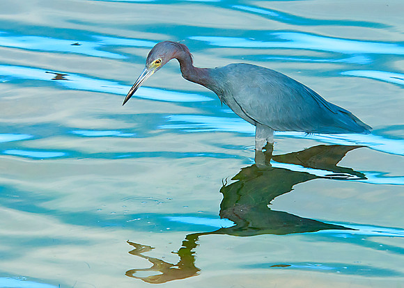 Little Blue Heron
