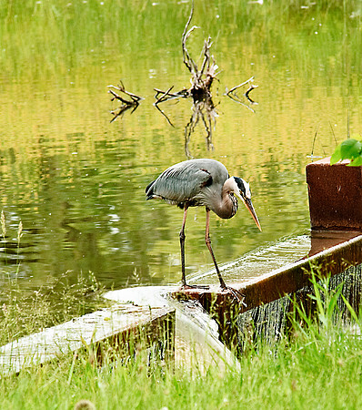 Great Blue Heron