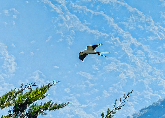 Swallow-tail Kite