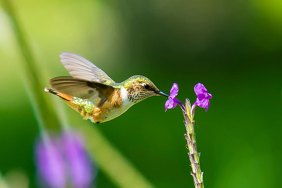 Scintillant Hummingbird