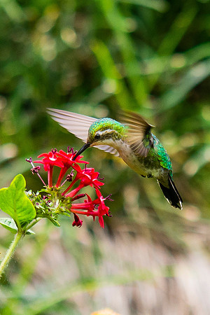 Garden Emerald Hummingbird