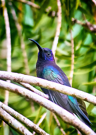 Violet Sabrewing