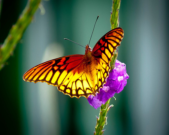 Mexican Silverspot Dione