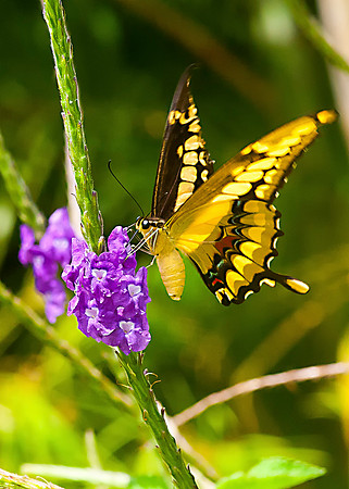 Swallowtail Butterfly