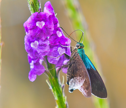 Long-tailed Skipper Butterfly