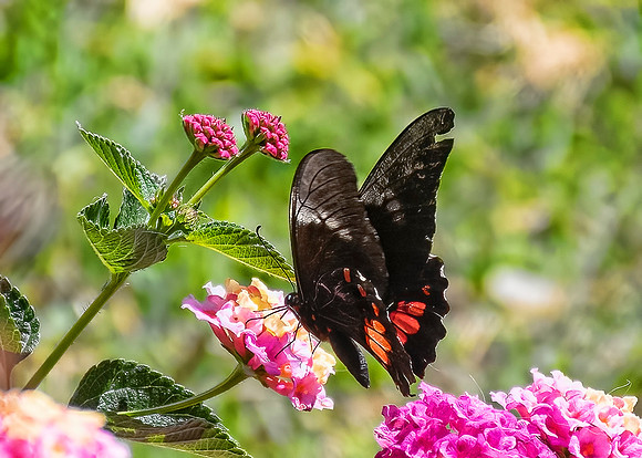 Ruby-spotted Swallowtail