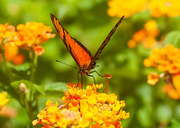 Julia Heliconian,  Butterfly