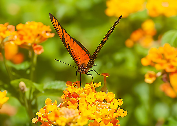 Julia Heliconian,  Butterfly