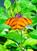 Banded Orange Heliconian Butterfly