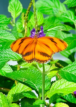 Banded Orange Heliconian Butterfly