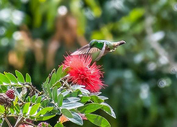 Rufous-tailed Hummingbird