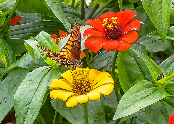 Mexican Silverspot Dione