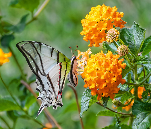 Great-kite Swallowtail