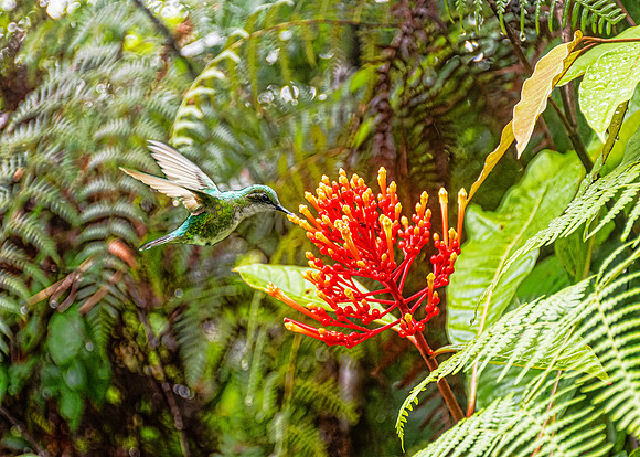 Firebush, Torio
