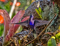 Violet Sabrewing