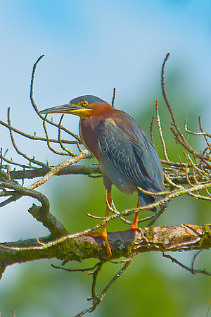 Green-backed Heron