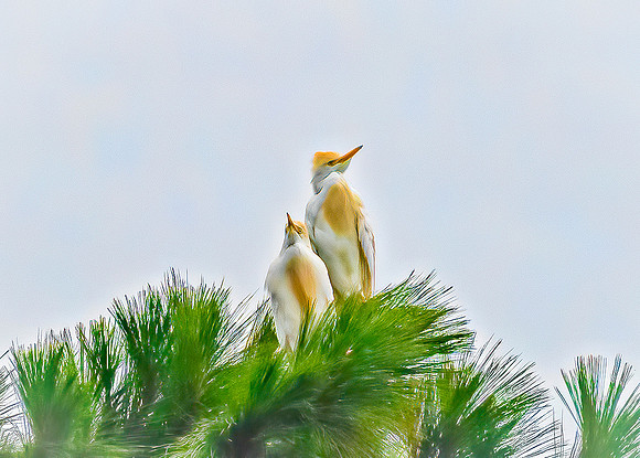 Cattle Egrets
