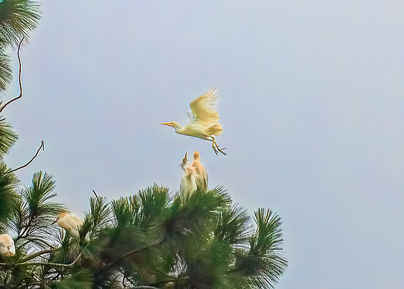 Cattle Egrets