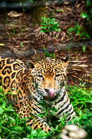 Jaugar