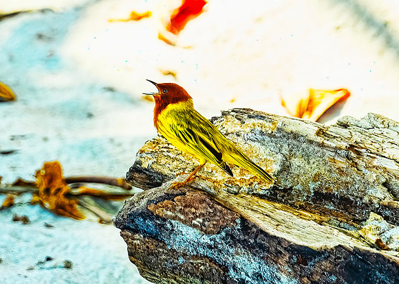 Yellow Mangrove Warbler