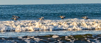 Brown Pelicans