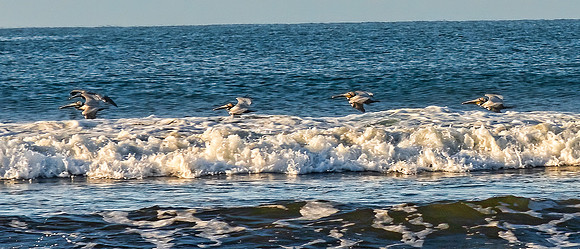 Brown Pelicans