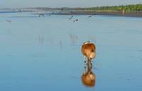 Las Lajas Beach