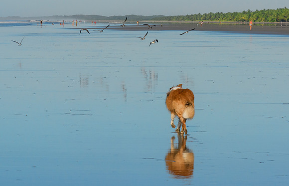 Las Lajas Beach