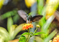 Rufous-tailed Hummingbird