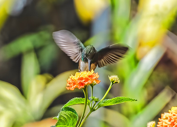 Rufous-tailed Hummingbird