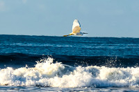 Las Lajas Beach