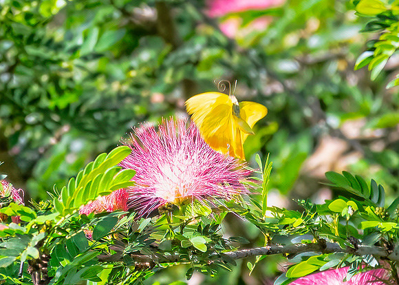 Pyrisita Leuce Butterfly