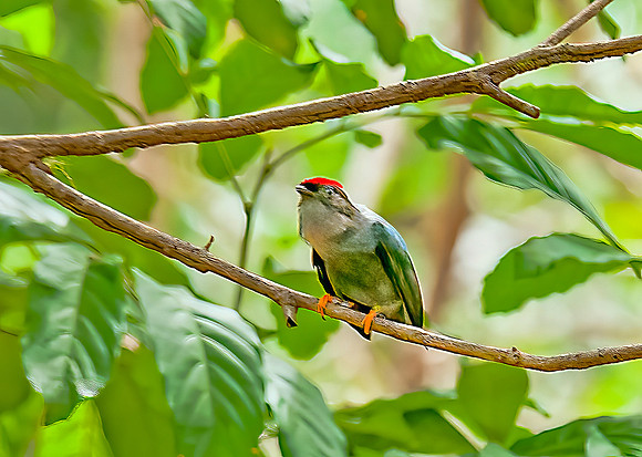 Lance-tailed Manakin