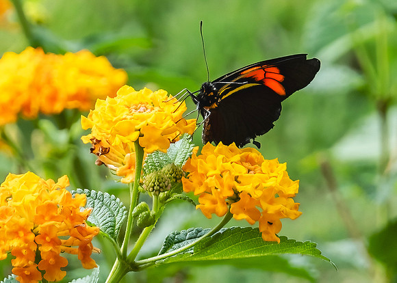 A Butterfly of the Pierdae Family