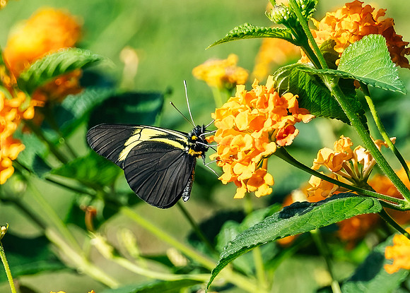 Pieridae Butterfly Family