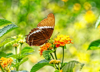 Rusty-tipped Page Butterfly