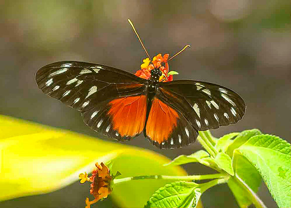 Tiger Longwing