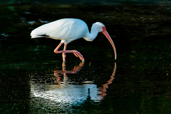 Ibis