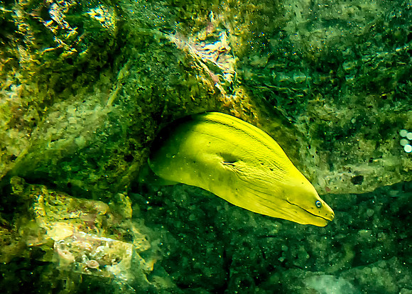 Moray eel