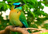 Blue Crowned Motmot