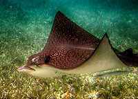 Spotted Stingray