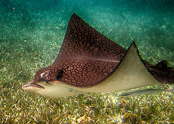 Spotted Stingray