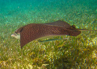 Spotted Stingray