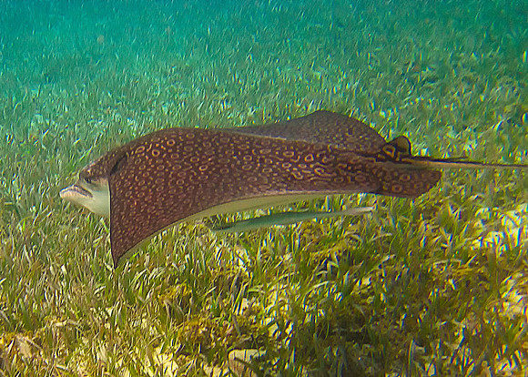 Spotted Stingray