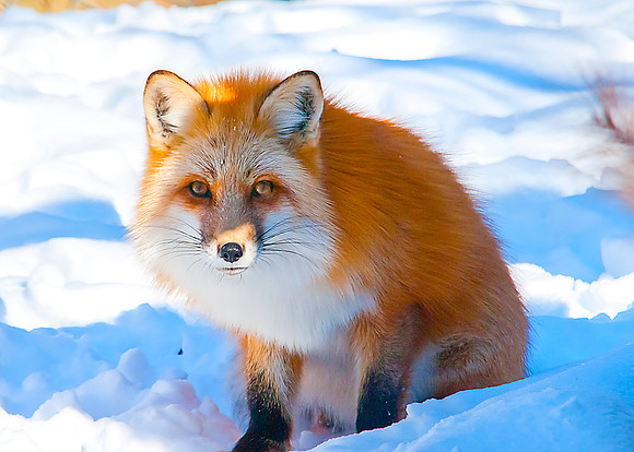 Red Fox