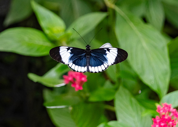 Wing-barred Longwing