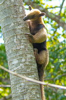 Northern Tamandua