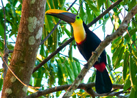 Chestnut-Mandibled Toucan
